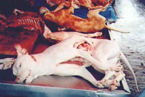 dog-meat-21