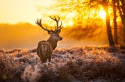 111578__deer-antlers-animal-nature-forest-trees-sun-sunset_p