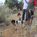 6-6-2016 Συνάντηση λέσχης κυνηγών με Σπάνιελ και Ριτρίβερ Ελλάδας